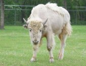 the white buffalo