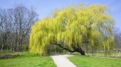 weeping willows