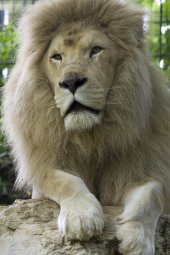 white lion