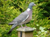 woodpigeon